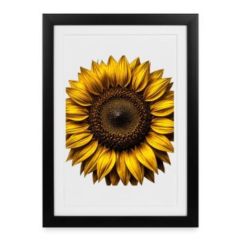 Graphismes de tournesols jaunes Fleurs de tournesol - Affiche encadrée (27 × 37 cm) - noir - Devant