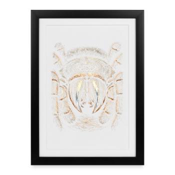 Tarentule - Affiche encadrée (27 × 37 cm) - noir - Devant
