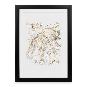 Tarentule - Affiche encadrée (27 × 37 cm) - noir - Devant