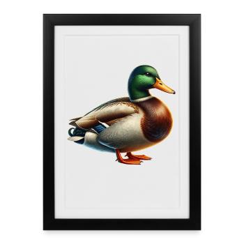 canard colvert - Affiche encadrée (27 × 37 cm) - noir - Devant