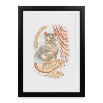 Rat de couleur Rat fantaisie Rat de la grande souris Rat domestique - Affiche encadrée (27 × 37 cm) - noir - Devant
