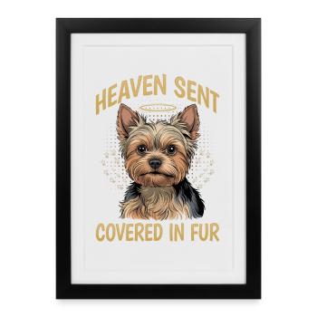 Yorkshire Terrier Yorkshire Race de chien Yorkshire - Affiche encadrée (27 × 37 cm) - noir - Devant