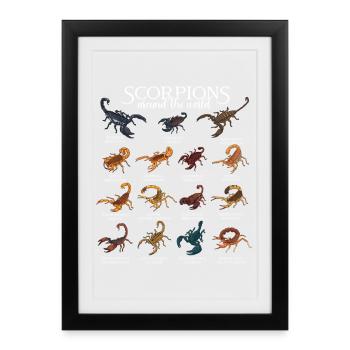 Skorpione der Welt - Gerahmtes Poster (27 × 37 cm) - Schwarz - Vorne