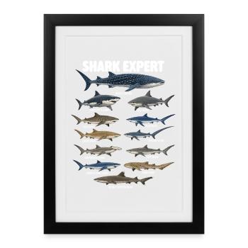 Expert en requins Humour en biologie marine océanique - Affiche encadrée (27 × 37 cm) - noir - Devant