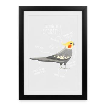 Anatomie de la calopsitte - Affiche encadrée (27 × 37 cm) - noir - Devant
