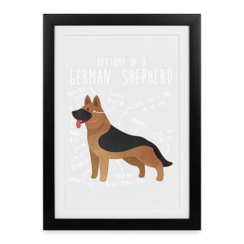 Anatomie du berger allemand - Affiche encadrée (27 × 37 cm) - noir - Devant
