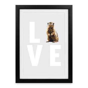 Marmots Groundhog - Framed poster (27 × 37 cm) - black - Front