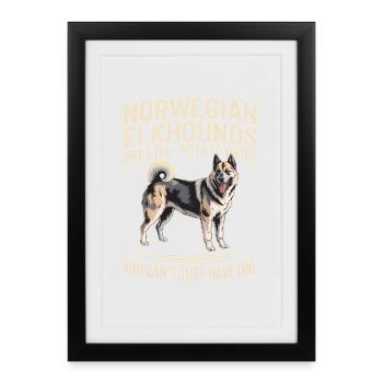 Don norvégien Elkhound norvégien - Affiche encadrée (27 × 37 cm) - noir - Devant