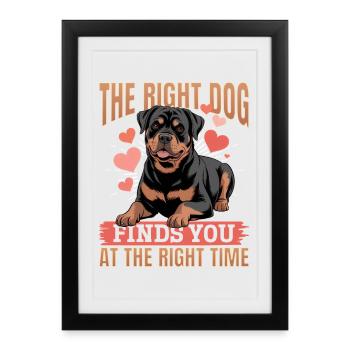 Rottweiler Rottweiler Rottie Race de chien - Affiche encadrée (27 × 37 cm) - noir - Devant