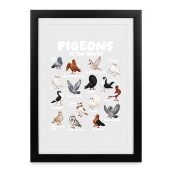 Pigeons of the World Bird Species Map Ornithology - Framed poster (27 × 37 cm) - black - Front