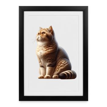 Chat Exotique à Poil Court - Affiche encadrée (27 × 37 cm) - noir - Devant