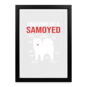 Samoyède Chien Samoyède - Affiche encadrée (27 × 37 cm) - noir - Devant