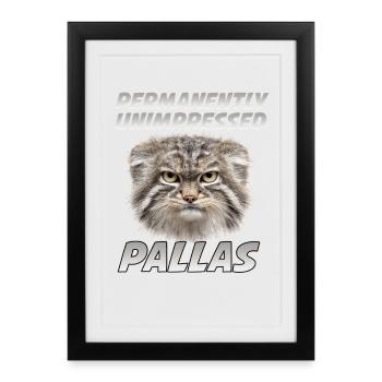 Pallas Cat T Morning Grouch pour les fans de chats Manul - Affiche encadrée (27 × 37 cm) - noir - Devant