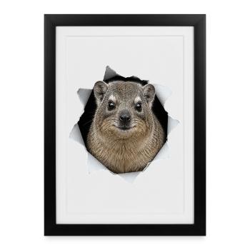 Hyrax regardant à travers un T-shirt - Affiche encadrée (27 × 37 cm) - noir - Devant