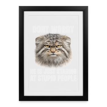 Manul Cat Pallas Cat Humour introverti - Affiche encadrée (27 × 37 cm) - noir - Devant