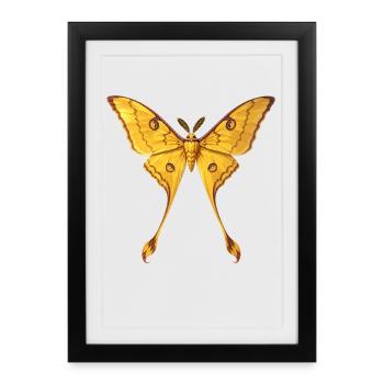 Comète Moth Argema mittrei Style Anime - Affiche encadrée (27 × 37 cm) - noir - Devant