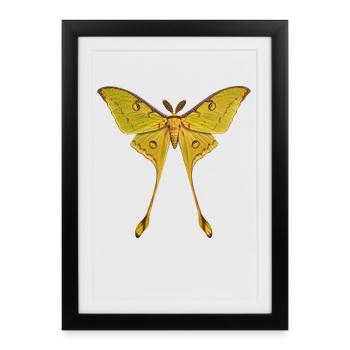 Comet Moth Argema mittrei - Framed poster (27 × 37 cm) - black - Front