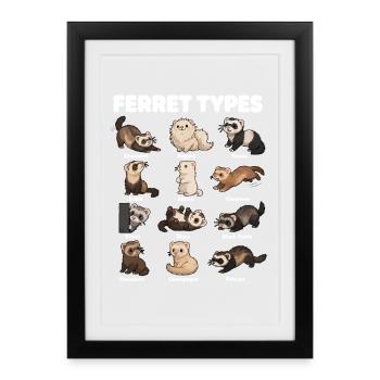 Types de furets, différents furets mignons - Affiche encadrée (27 × 37 cm) - noir - Devant