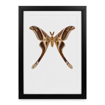Hercules Moth Coscinocera hercules - Framed poster (27 × 37 cm) - black - Front
