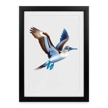 Blue-footed boobies gift - Framed poster (27 × 37 cm) - black - Front