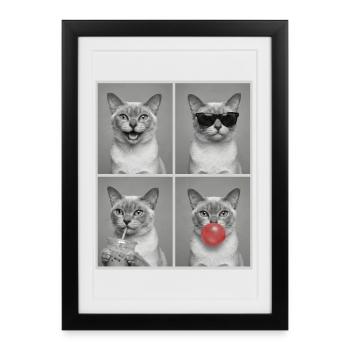 Cats European Burmese Cat - Framed poster (27 × 37 cm) - black - Front