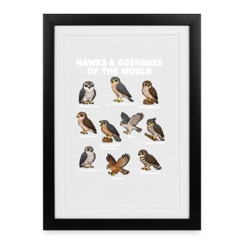  Vogelbeobachtungskarte Für Falken Und Habichte - Gerahmtes Poster (27 × 37 cm) - Schwarz - Vorne