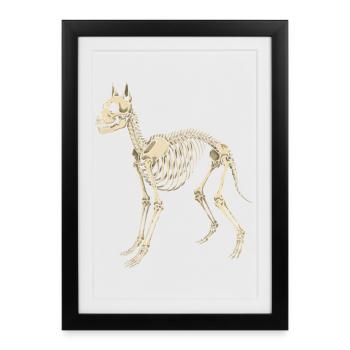 Plan du squelette canin - Affiche encadrée (27 × 37 cm) - noir - Devant