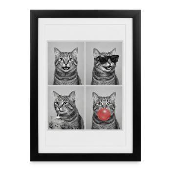 Chats Chat Américain à queue courte - Affiche encadrée (27 × 37 cm) - noir - Devant