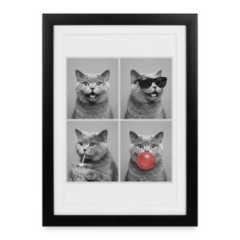 Cats British Shorthair Cat - Framed poster (27 × 37 cm) - black - Front
