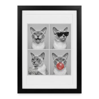 Chats Chat de Birmanie - Affiche encadrée (27 × 37 cm) - noir - Devant