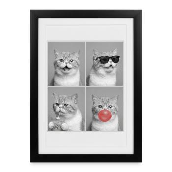 Cats Exotic Shorthair Cat - Framed poster (27 × 37 cm) - black - Front