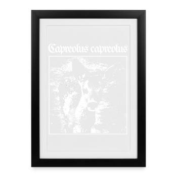 Capreolus capreolus - Framed poster (27 × 37 cm) - black - Front
