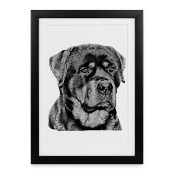 Rottweiler Sports pour chiens Promenades Chiens Chiens Amour du chien - Affiche encadrée (27 × 37 cm) - noir - Devant