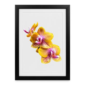 Fleur d’orchidée Phalaenopsis Sogo Lawrence Flowers 2 - Affiche encadrée (27 × 37 cm) - noir - Devant