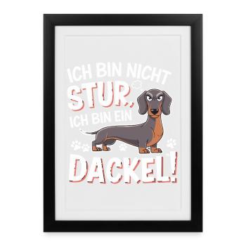 Je ne suis pas têtu, je suis un teckel drôle, - Affiche encadrée (27 × 37 cm) - noir - Devant