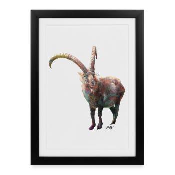 ibex - Framed poster (27 × 37 cm) - black - Front