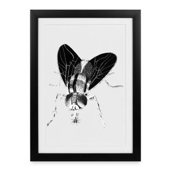 Fly - Nature's Insect Adaptation and Precision - Framed poster (27 × 37 cm) - black - Front