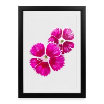 Carnation poetry – focus on garden blossoms - Framed poster (27 × 37 cm) - black - Front