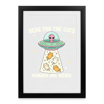 Ici pour les chats – Les humains sont bizarres - Affiche encadrée (27 × 37 cm) - noir - Devant