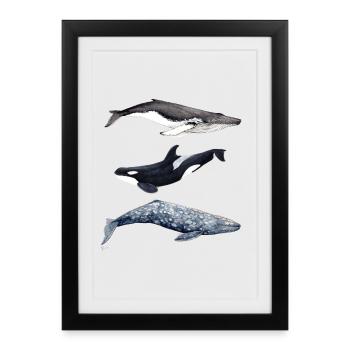 baleine à bosse, épaulard et la baleine grise - baleine - baleine - Affiche encadrée (27 × 37 cm) - noir - Devant