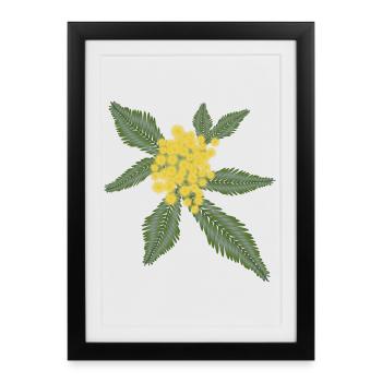 Silver Acacia with its yellow flowers Pompoms - Framed poster (27 × 37 cm) - black - Front