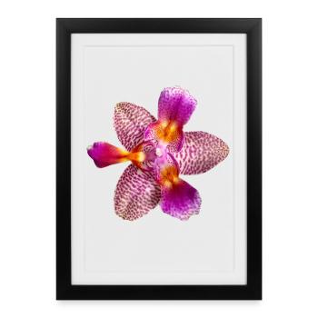 Phalaenopsis Joie Conte de fées pélorique Fleur d’orchidée - Affiche encadrée (27 × 37 cm) - noir - Devant