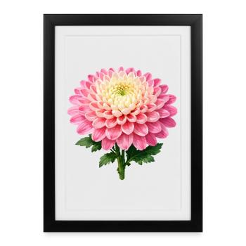 Pink Chrysanthemum Bloom - Framed poster (27 × 37 cm) - black - Front