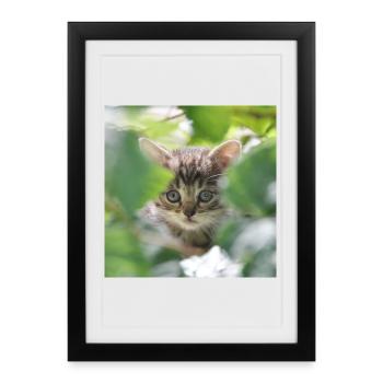 Chaton timide mais curieux - Affiche encadrée (27 × 37 cm) - noir - Devant