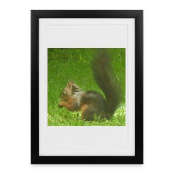 Écureuil animal animal amour amour animal amoureux - Affiche encadrée (27 × 37 cm) - noir - Devant