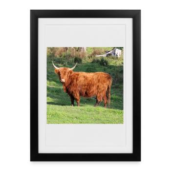 Vache vache vaches Bovins Agriculture Poster - Affiche encadrée (27 × 37 cm) - noir - Devant