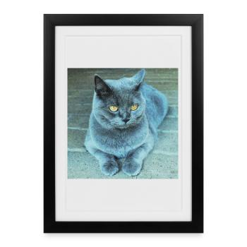 Chat Gris-Bleu aux Yeux Dorés - Affiche encadrée (27 × 37 cm) - noir - Devant