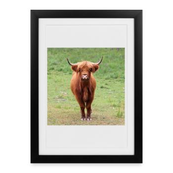 Bovins highland vache bovins bovins agriculteur - Affiche encadrée (27 × 37 cm) - noir - Devant