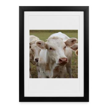 Affiche vache - Affiche encadrée (27 × 37 cm) - noir - Devant
