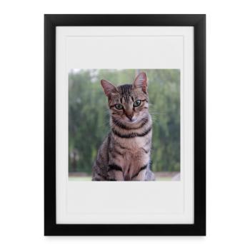 Chat chaton affiche chat carré affiche - Affiche encadrée (27 × 37 cm) - noir - Devant